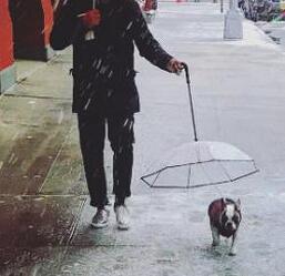 Pet Umbrella Dog Umbrella Transparent Pet Umbrella Dog Umbrella Pet Products