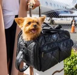 Lux Pet Carrier The Lux Pet Carrier - LC01010003