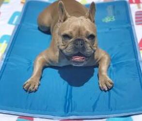 Cool Pet Pad Cool Pet Pad - 48395